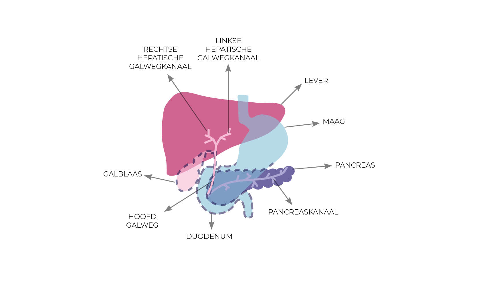 Anatomie pancreas